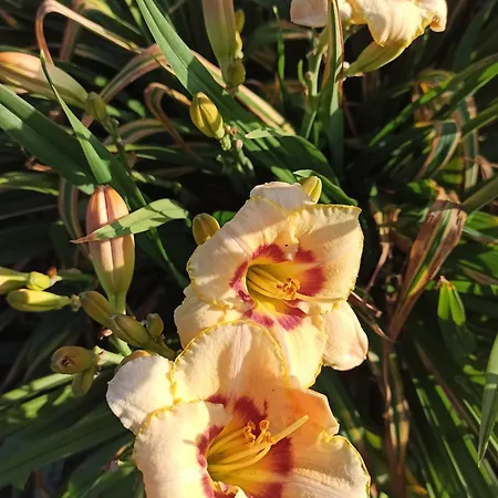 Casa vacanze Liwi Liessow (Ludwigslust-Parchim)